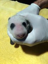 An animal keeper gently holds a 23-day-old giant panda cub with black-and-white markings, a thing layer of fur and its eyes still closed.