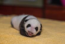 Xiao Qi Ji 1-month-old giant panda cub Xiao Qi Ji asleep on a towel