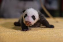 A 1-month-old giant panda cub with black-and-white markings, a thin layer of fur and small claws sits on a towel during a routine exam