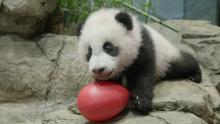 Jan. 6, 2021: With giant panda cub Xiao Qi Ji becoming more aware of and interested in his surroundings, keepers gave him enrichment items to investigate, a small red Jolly Egg (perfectly sized for a panda cub) and an empty PVC puzzle feeder. He paws at his toys, picks them up and gives them a nibble. A young giant panda cub with black-and-white fur, round ears and large paws climbs on rockwork in his indoor habitat and paws at a red Jolly Egg toy.