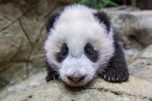 A close-up of giant panda cub Xiao Qi Ji as he climbs on rockwork in his indoor habitat. He has round ears, large paws with small claws, and black-and-white fur.