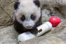 A young giant panda cub with black-and-white fur, round ears and large paws climbs on rockwork in his indoor habitat and paws at a red Jolly Egg toy and empty PVC puzzle feeder.