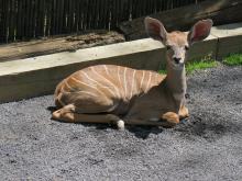 Lesser kudu calf laying down in the sand. 