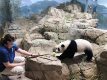 The giant panda team takes care of the Zoo’s giant pandas every day—including weekends, holidays and during bad weather. Their daily duties include monitoring the bears’ behavior, preparing their diets, readying their enrichment, conducting training sessions, collecting urine and fecal samples for scientists to study and cleaning their habitats. Keepers log details about each panda’s activities in their daily reports to track their health and activity trends. A panda keeper works with a giant panda cub using a training tool (a stick with a colorful sphere at the end)