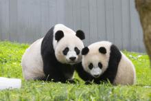 Aug. 21, 2021. Giant pandas Mei Xiang (left) and her cub Xiao Qi Ji (right) at the David M. Rubenstein Family Giant Panda Habitat. Aug. 21,, 2021. Giant pandas Meu Xiang (left) and her cub Xiao Qi Ji (right) at the David M. Rubenstein Family Giant Panda Habitat.