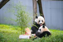 Aug. 21, 2021 | Giant panda cub Xiao Qi Ji (foreground) and Mei Xiang (background) enjoy a panda-friendly fruitsicle cake in honor of Xiao Qi Ji's first birthday. Giant pandas Xiao Qi Ji (foreground) and Mei Xiang (background) celebrate Xiao Qi Ji's birthday with a panda-friendly fuitsicle cake.