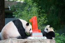 Mei Xiang and cub Xiao Qi Ji Giant panda mom and cub eat an ice cake shaped like the number 1 for the cub's first birthday