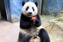 Giant panda cub Xiao Qi Ji eating an apple.