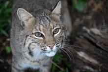 A bobcat on exhibit in the Zoo’s new Claws and Paws Pathway. A bobcat looks up at the camera. It's face fills the left side of the photo and a tree branch fills the right.