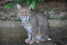 All three of the Zoo’s bobcats are rescues. A bobcat sits on a rock in its yard. There are leaves and a short stone wall behind it.