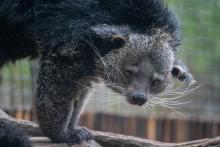 A binturong on exhibit in the Zoo’s new Claws and Paws Pathway. A binturong stands on the left side of the image. It's head is facing downward and toward the camera. Only it's two front paws are pictured, and a small piece of its tail appears in the bottom left corner.