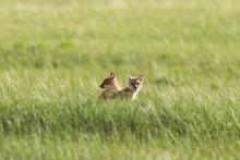 Photo credit: Roshan Patel, Smithsonian’s National Zoo and Conservation Biology Institute Two swift fox cubs sit in tall grasses of the American Prairie