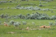 Photo credit: Roshan Patel, Smithsonian’s National Zoo and Conservation Biology Institute A pack of swift fox cubs and their mother playing in prairie grasses