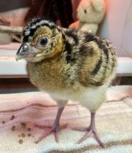 A female blue-billed curassow chick named Aluna hatched Aug. 5, 2022 at Smithsonian’s National Zoo and Conservation Biology Institute.