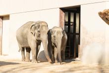 Two new female Asian elephants, 19-year-old Trong Nhi (left) and her daughter, 9-year-old Nhi Linh (right), are now on public view at the Smithsonian’s National Zoo and Conservation Biology Institute in Washington, D.C. Two female Asian elephants standing next to each other.