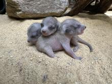 Three meerkat pups were born May 10, 2023, to mother Sadie and father Frankie. Three meerkat pups were born May 10, 2023, at the Small Mammal House to mother Sadie and father Frankie.