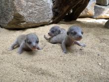 Three small, gray meerkat pups explore their sandy enclosure at the Small Mammal House. Three small, gray meerkat kits explore their enclosure at the Small Mammal House.