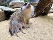 Meerkat mother Sadie nurses three kits. They were born May 10, 2023. Keepers say they appear to be healthy and strong. Meerkat mother Sadie nurses three kits. They were born May 10, 2023. Keepers say they appear to be healthy and strong.