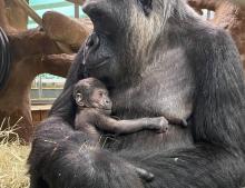 Newborn gorilla cradled by mother Calaya, a 20-year-old female western lowland gorilla. She gave birth to her second offspring May 27 at the Smithsonian’s National Zoo and Conservation Biology Institute.