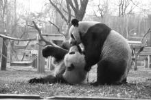 Ling-Ling and Hsing-Hsing Giant pandas Ling-Ling and Hsing-Hsing together in their yard at the Zoo