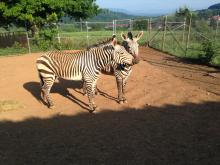Photo Credit: Dolores Reed, Smithsonian Conservation Biology Institute. Hartmann's mountain zebras in a corral