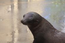 California Sea Lion Pup