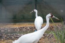 Two whooping cranes (large birds with long, thin legs, long necks, and pointed bills) explore their new habitat at the Smithsonian Conservation Biology Institute in Front Royal, Virginia