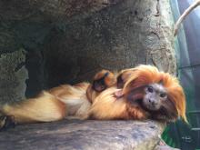 Izzy resting with her two infants on her back. Izzy, a golden lion tamarin resting with her two infants.