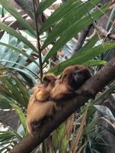 Izzy with her two infants on her back. Izzy, a golden lion tamarin with her two infants.