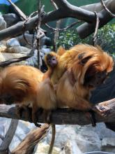Golden lion tamarins Izzy and Mo with their two infants. Golden lion tamarins Izzy and Mo with their two infants.
