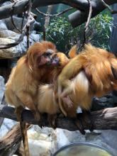 Golden lion tamarins Izzy and Mo with their two infants. Golden lion tamarins Izzy and Mo with their two infants.