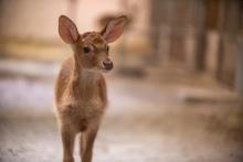 Eld's deer Rhudy was born in fall 2019 at the Smithsonian Conservation Biology Institute. Eld's deer Rhudy was born at SCBI in fall 2019.