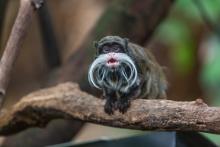 Fleck, an emperor tamarin living in the Zoo's Amazonia exhibit with his younger brother Poe. Fleck, one of the new emperor tamarins at the Zoo's Amazonia exhibit. He has a slightly bushier mustache than his brother Poe.