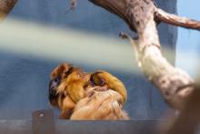 Izzy, a female golden lion tamarin with her two infants on her back. Izzy, a female golden lion tamarin with her two infants on her back.