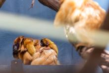Izzy, a female golden lion tamarin with her two infants on her back. Izzy, a female golden lion tamarin with her two infants on her back