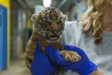 Photo credit: Roshan Patel, Smithsonian's National Zoo Sumatran tiger cub born July 11