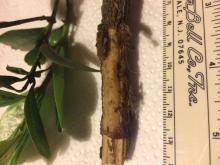 A close up of a branch from Acokanthera schimperi, showing marks where a crested rat stripped the bark to anoint itself with cardenolide toxins, compounds deadly for most animals. Sara Weinstein/ Smithsonian's National Zoo & Conservation Biology Institute A close up of a branch from Acokanthera schimperi, showing marks where a crested rat stripped the bark to anoint itself with cardenolide toxins, compounds deadly for most animals.