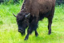 The Smithsonian’s National Zoo and Conservation Biology Institute introduce two juvenile female American bison. Bison “Gally" was named by Gallaudet University students. Bison shed their winter coat every spring. American bison Gally at the Smithsonian's National Zoo