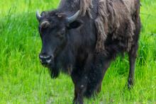 The Smithsonian’s National Zoo and Conservation Biology Institute introduce two juvenile female American bison. Bison “Lucy" was named by Howard University students. Bison shed their winter coat every spring. American bison Lucy at the Smithsonian's National Zoo
