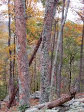 Ash trees infested with emerald ash borer beetles along the Appalachian Trail. The loss of the outer grayish bark and exposure of the underlying, brighter-colored, orange bark is from woodpeckers chipping away at the outer bark while searching to feed on the ash borer beetles. This is referred to as "blonding," and it is common on ash trees that have been killed by the emerald ash borer. A stand of ash trees infested with emerald ash borer along the Appalachian Trail. The bark can be seen peeling from the trees.