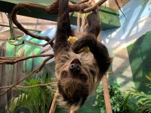 Athena, a 1½-year-old two-toed sloth who went on exhibit Dec. 22. A southern two-toed sloth with coarse fur, long limbs and curved claws hangs upside-down from a tree branch.