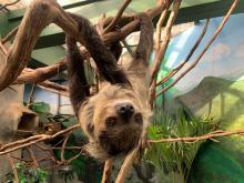 Athena, a 1½-year-old two-toed sloth who went on exhibit Dec. 22. A southern two-toed sloth with coarse fur, long limbs and curved claws hangs upside-down from a tree branch.