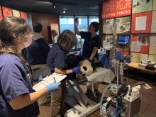 A team of reproductive scientists work to artificially inseminate giant panda Mei Xiang. A person stands with a clipboard in the foreground while another attends to a giant panda on a gurney