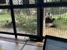 Giant pandas Mei Xiang and Tian Tian showed positive breeding behaviors leading up to the artificial insemination. two giant pandas in separate enclosures sit with their backs to one another