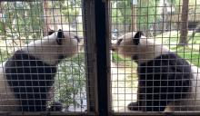 Giant pandas Mei Xiang and Tian Tian showed positive breeding behaviors leading up to the artificial insemination. two giant pandas sniff at each other through an enclosure