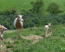 A newborn scimitar-horned oryx calf with tan skin and large ears rests on a grassy hill near an adult oryx with long, curved antlers.