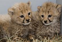 Two young cheetah cubs