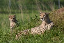 An adult cheetah laying in the grass with her cub