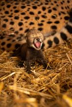 One of the first two cheetah cubs born via embryo transfer.