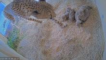 Animal care staff at the Smithsonian’s National Zoo and Conservation Biology Institute in Front Royal, Virginia, welcomed a litter of five cheetah cubs to second-time mother Echo Sept. 12. Cheetah mother Echo with five cubs born Sept. 12, 2023